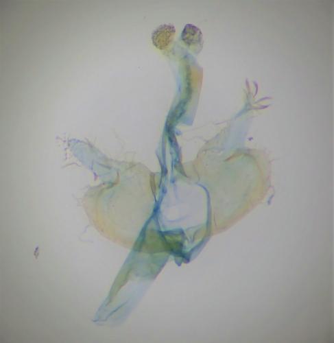 Coleophora mayrella